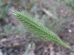 Agropyron