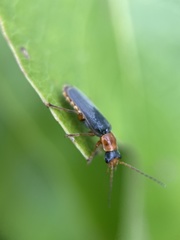 Cantharis lateralis