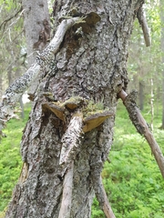Phellinus abietis