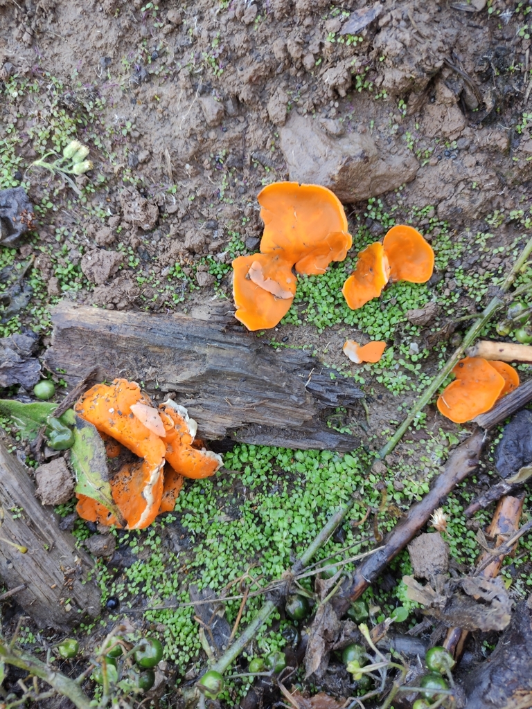 orange peel fungus from Christchurch including Banks Peninsula, NZ-CA ...