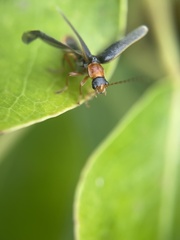Cantharis lateralis