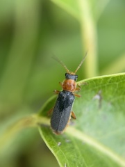 Cantharis lateralis