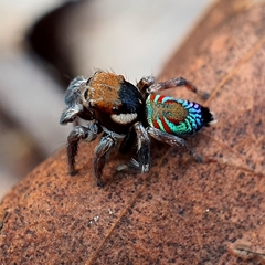 Maratus ottoi