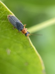 Cantharis lateralis