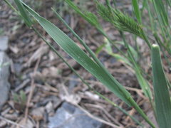 Agropyron