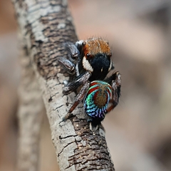 Maratus ottoi