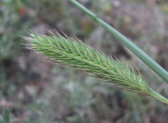 Agropyron