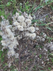 Solidago