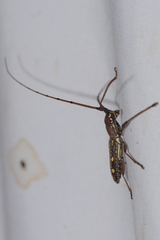 Olenecamptus indianus