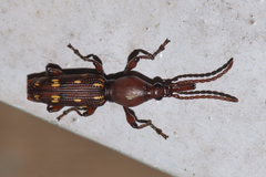 Orfilaia truncata