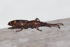 Orfilaia truncata