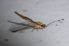Ascalaphus prothoracicus