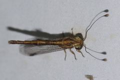 Ascalaphus prothoracicus