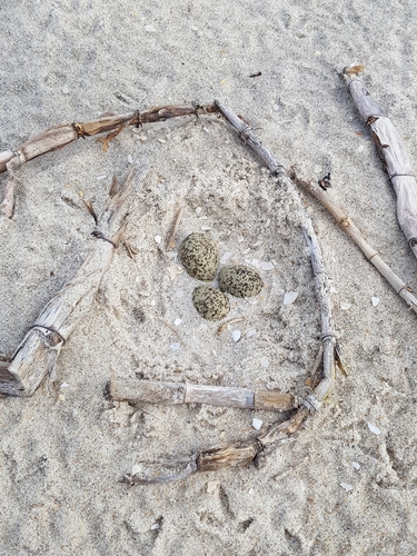 photo of Kentish Plover (Charadrius alexandrinus)