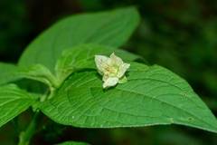 Jaltomata procumbens