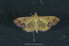 Meroctena tullalis