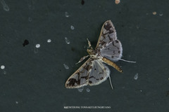 Polythlipta liquidalis