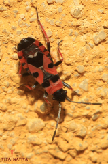 Horvathiolus guttatus
