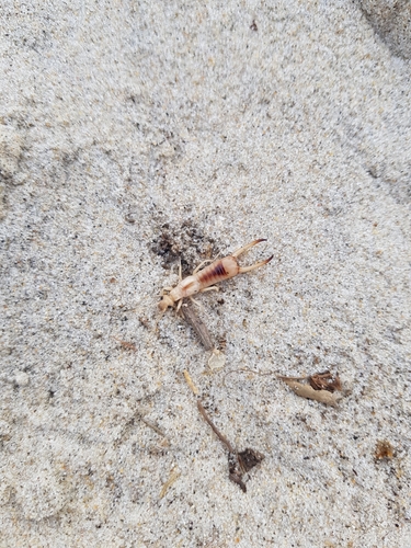 photo of Shore Earwig (Labidura riparia)