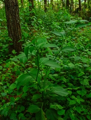 Jaltomata procumbens