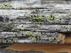 Calicium pinicola