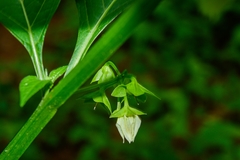 Jaltomata procumbens