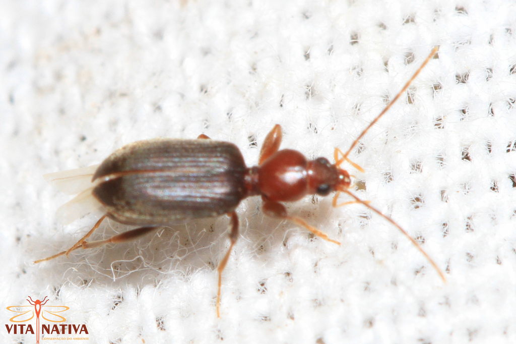 Apotominae