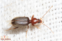 Apotomus rufithorax