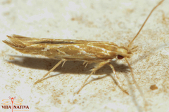 Pyroderces argyrogrammos
