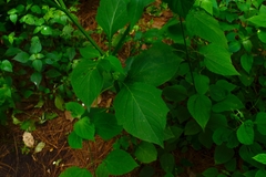 Jaltomata procumbens