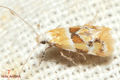 Epicallima mercedella