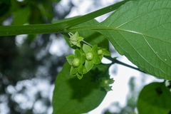 Jaltomata procumbens
