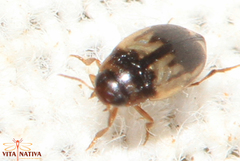 Hydroglyphus geminus