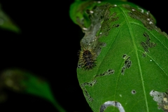Epilachna mexicana