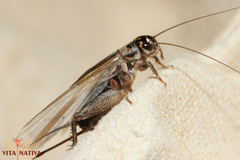 Eumodicogryllus bordigalensis