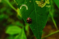 Epilachna mexicana