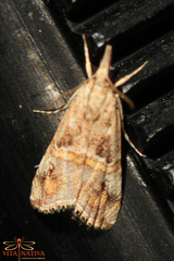 Euchromius cambridgei