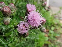 Cirsium arvense