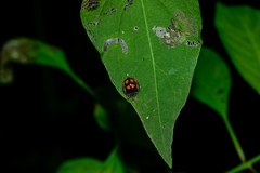 Epilachna mexicana
