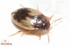 Hydroglyphus geminus