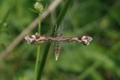 Platyptilia calodactyla