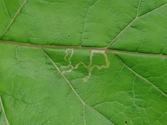 Phytomyza lappae