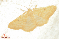 Idaea alicantaria