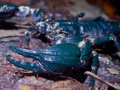 Heterometrus spinifer