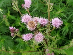 Cirsium arvense
