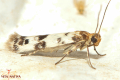 Enolmis acanthella