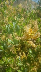 Salix kochiana
