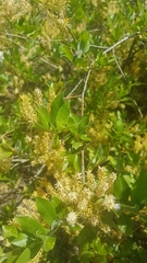 Salix kochiana