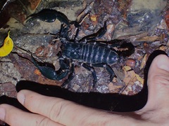 Heterometrus spinifer