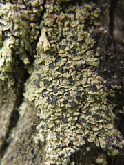 Hypocenomyce scalaris